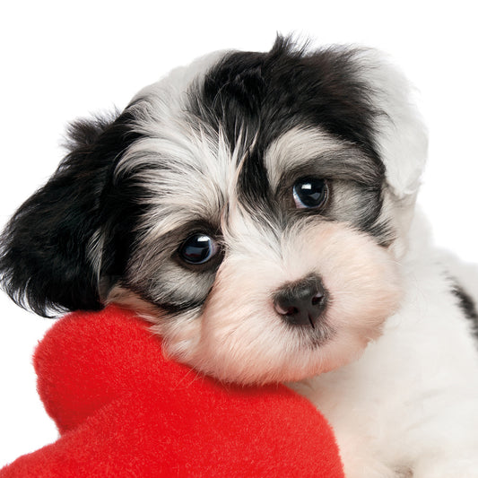 Kissenbezug - Puppy Love Detail