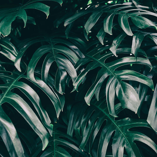 Kissenbezug - Pensy Detail