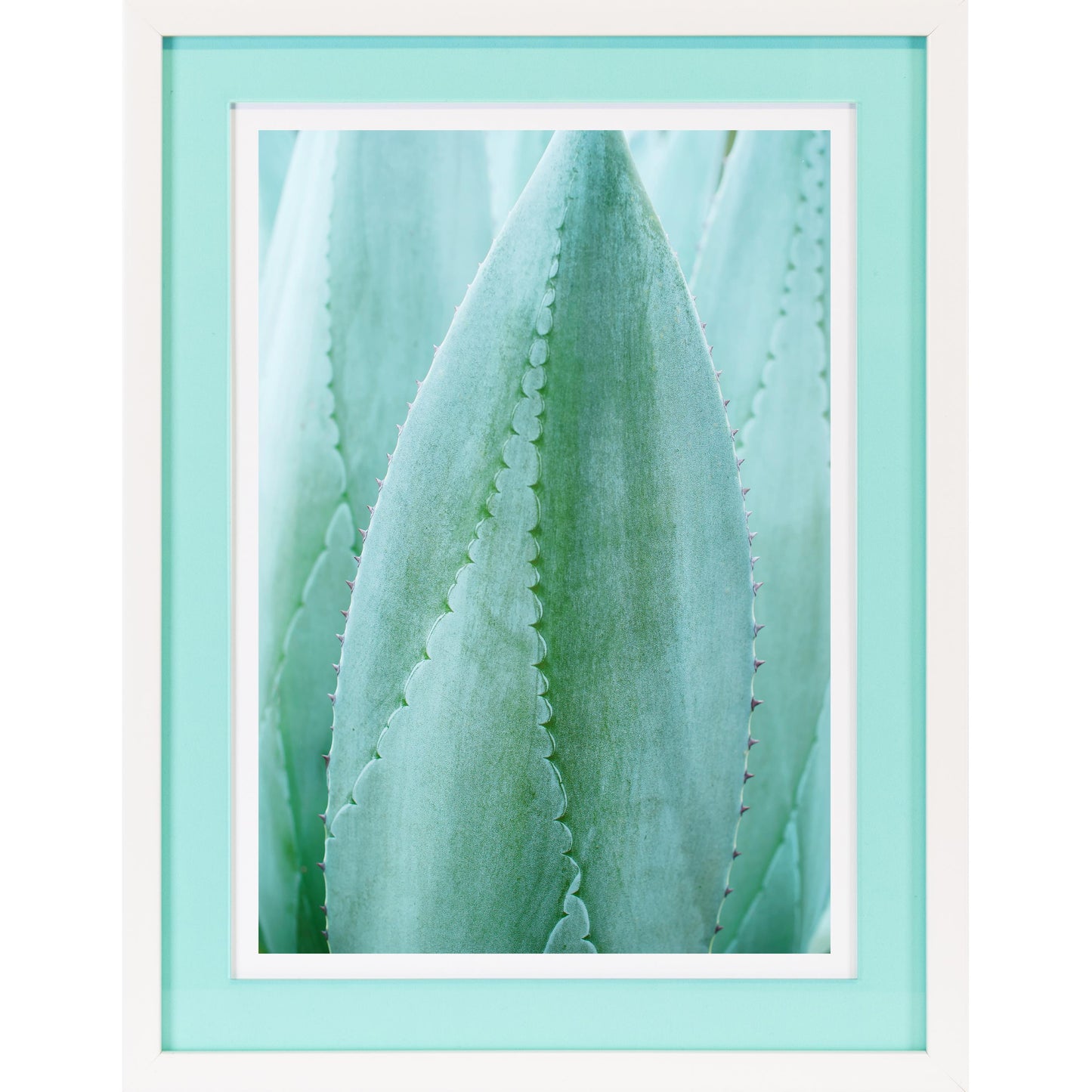 Rahmenbild mit Acrylpassepartout - Aloe Vera