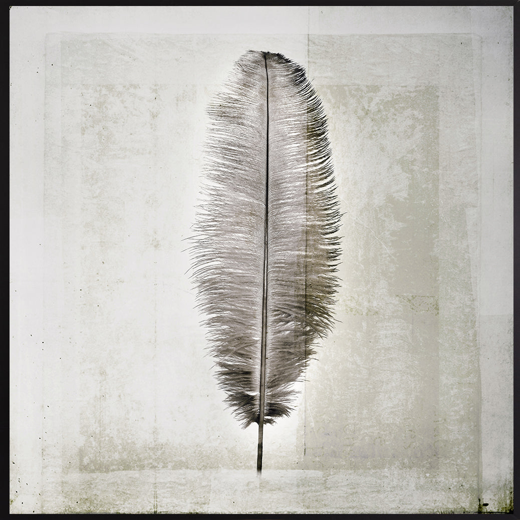 Leinwandbild mit Schattenfugenrahmen - Feder