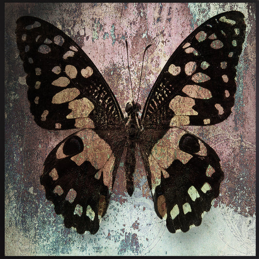 Leinwandbild mit Schattenfugenrahmen - Schmetterling