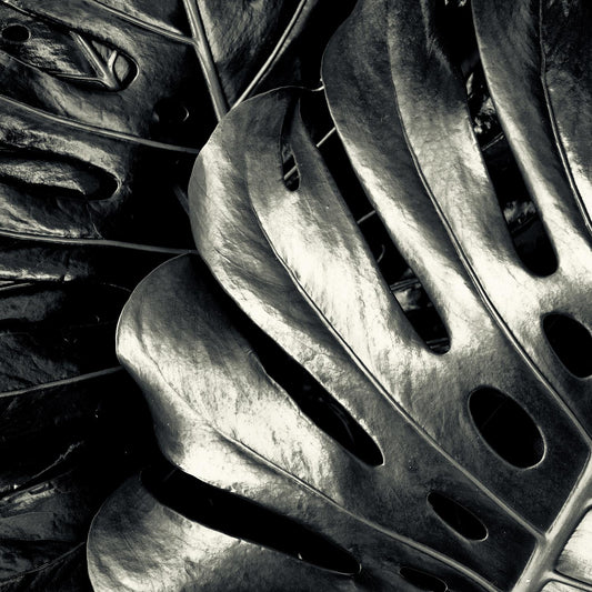 Leinwandbild - Dunkle Blätter