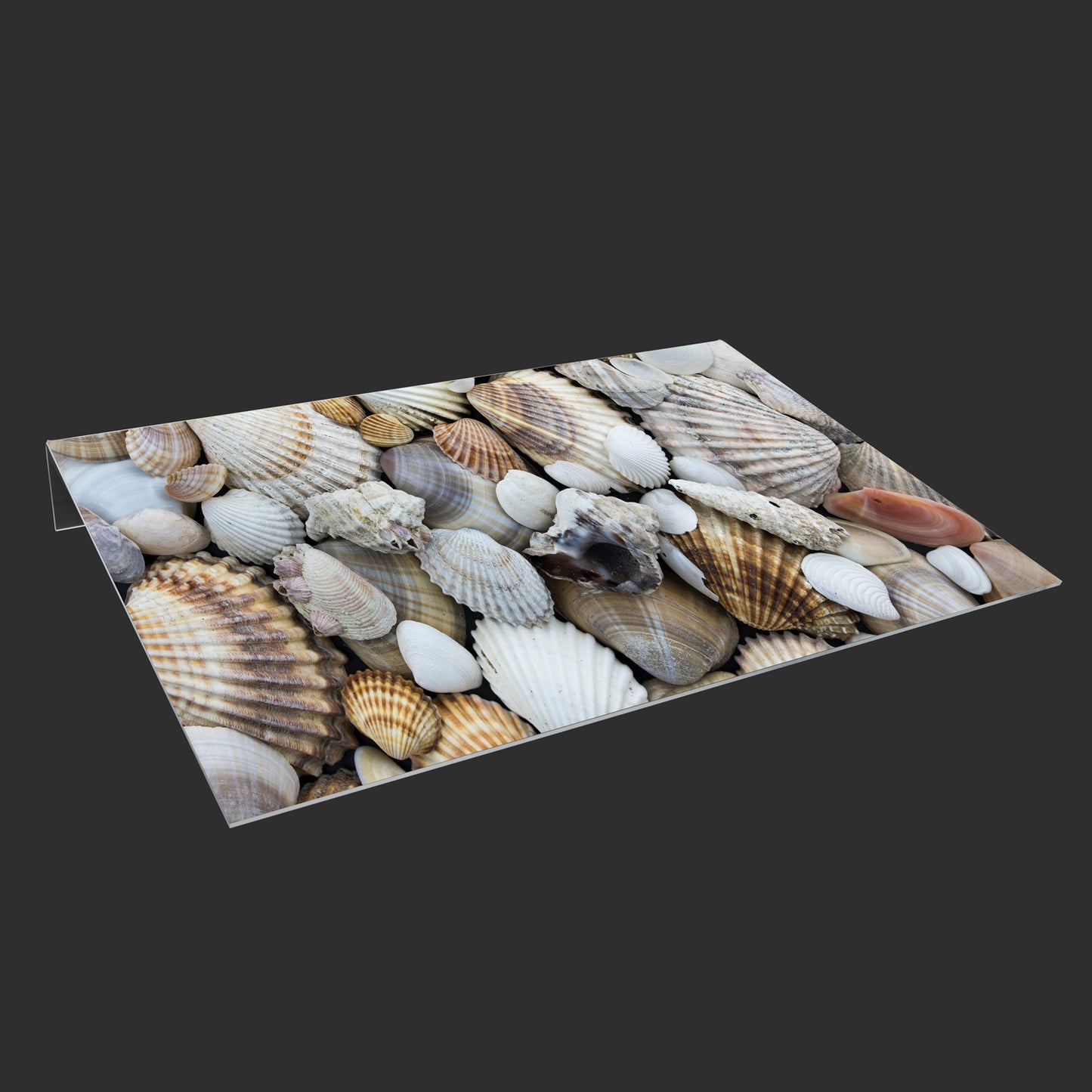 Lichtschachtabdeckung – Muscheln