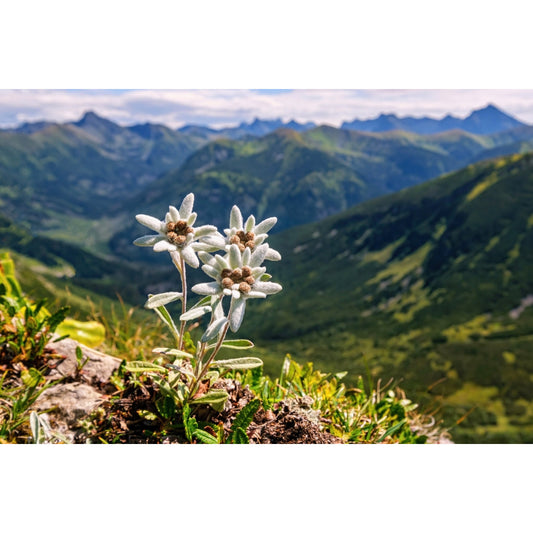 Acrylglasbild - Edelweiss