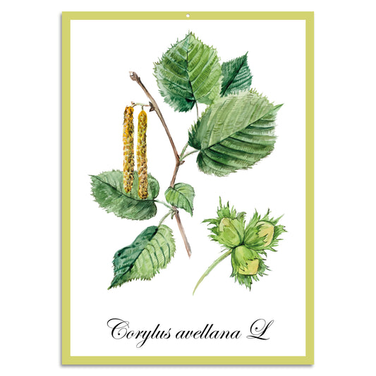 Blechschild - Corylus avellana L